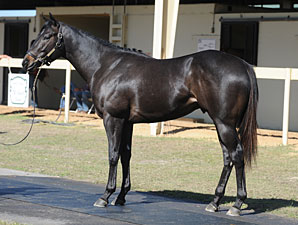 Average, Median Down as OBS March Sale Opens Average, Median Down as OBS March Sale Opens