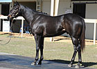Average, Median Down as OBS March Sale Opens Average, Median Down as OBS March Sale Opens