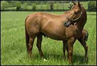 Feed Additive Might Help Protect Mares During Foal Loss Syndrome Feed Additive Might Help Protect Mares During Foal Loss Syndrome