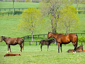 Changes in New York Stallion Stakes Series Changes in New York Stallion Stakes Series