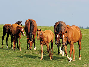 Ohio Reports Jump in Registered Broodmares Ohio Reports Jump in Registered Broodmares