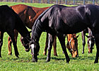 Report of Mares Bred Due Aug. 1