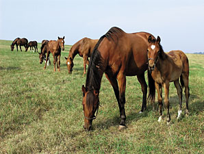 Jockey Club Reminder on Report of Mares Bred Jockey Club Reminder on Report of Mares Bred