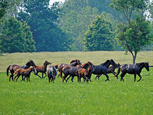 Study: KY Horses Generate Billions of Dollars Study: KY Horses Generate Billions of Dollars