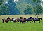 Report Shows Breeding Steadied in 2012 Report Shows Breeding Steadied in 2012