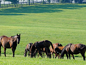 Jockey Club Reports a 3.4% Decline in RMB Jockey Club Reports a 3.4% Decline in RMB