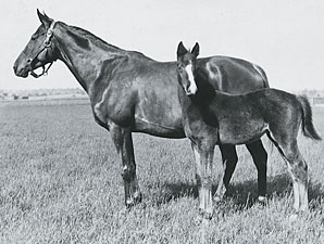 Pedigree Analysis: Again and Again Pedigree Analysis: Again and Again