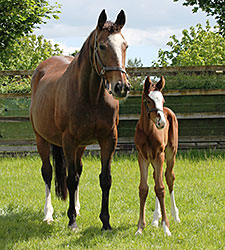 Mariah's Storm Produces Galileo Filly Mariah's Storm Produces Galileo Filly