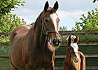 Mariah's Storm Produces Galileo Filly Mariah's Storm Produces Galileo Filly