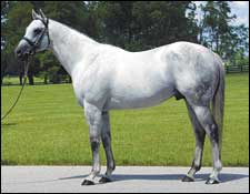 Pin Oak Stallion Maria's Mon Dead Pin Oak Stallion Maria's Mon Dead