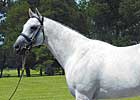 Pin Oak Stallion Maria's Mon Dead