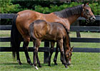 MarketWatch Broodmare of the Year