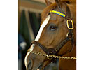 Florida Stallion Marquetry Pensioned Florida Stallion Marquetry Pensioned