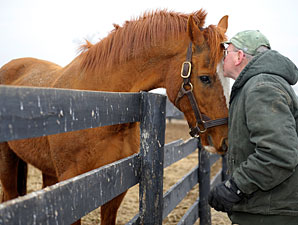 Marquetry Dies After Accident at Old Friends Marquetry Dies After Accident at Old Friends