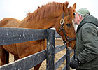 Marquetry Dies After Accident at Old Friends Marquetry Dies After Accident at Old Friends
