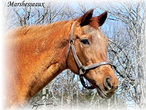 Marshesseaux, Dam of Left Bank, Dies Marshesseaux, Dam of Left Bank, Dies