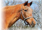 Marshesseaux, Dam of Left Bank, Dies Marshesseaux, Dam of Left Bank, Dies