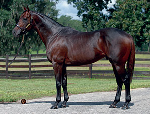 Mass Media's First Foal Mass Media's First Foal
