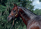 Mass Media's First Foal Mass Media's First Foal