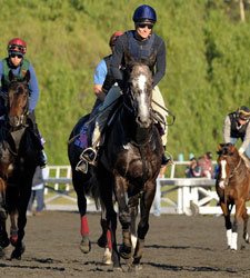 Mastercraftsman is Strong Dirt Mile Favorite Mastercraftsman is Strong Dirt Mile Favorite