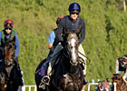 Mastercraftsman is Strong Dirt Mile Favorite Mastercraftsman is Strong Dirt Mile Favorite