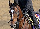 Master of Hounds 9-2 Fav in Juvenile Turf