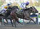 Juveniles Vie in NY Stallion Series Divisions
