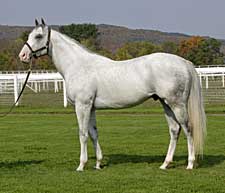 Graded Winner Maybry's Boy to Highcliff in New York Graded Winner Maybry's Boy to Highcliff in New York
