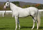Graded Winner Maybry's Boy to Highcliff in New York
