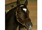 Medaglia d'Oro Colt Sets Pace at Tatts Medaglia d'Oro Colt Sets Pace at Tatts