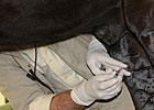 Medication Rules for Major Racing States Medication Rules for Major Racing States