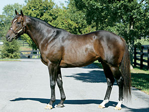 Veteran Horseman James Stone Dies Veteran Horseman James Stone Dies
