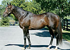 Veteran Horseman James Stone Dies Veteran Horseman James Stone Dies