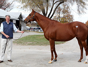 Yoshida Acquires Half Sister to Zazu Yoshida Acquires Half Sister to Zazu