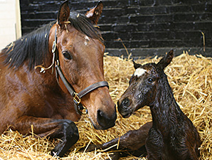 Midday Delivers Colt, Booked to Frankel