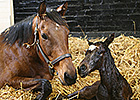 Midday Delivers Colt, Booked to Frankel