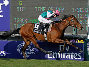 Filly Sarafina Favorite for BC Turf Filly Sarafina Favorite for BC Turf