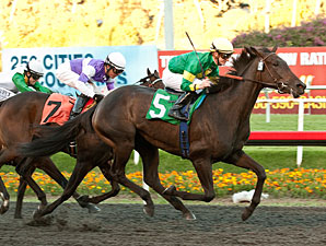 Midnight Lute Gets His First Stakes Winner Midnight Lute Gets His First Stakes Winner