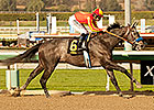 Midnight Hawk: A Mating of Two Sprinters? Midnight Hawk: A Mating of Two Sprinters?