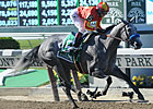Midnight Lucky Shakes Clear for Acorn Triumph