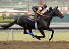 Baffert Hopes for Big BC with Trio