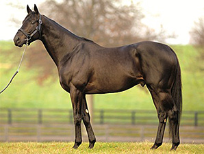 Midnight Lute to Stand for $25,000 in 2014 Midnight Lute to Stand for $25,000 in 2014