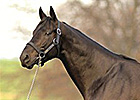 Midnight Lute to Stand for $25,000 in 2014 Midnight Lute to Stand for $25,000 in 2014