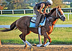 Midnight Taboo to Scratch From Indiana Derby Midnight Taboo to Scratch From Indiana Derby