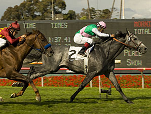 Grade I Winner Midships to Stand in France Grade I Winner Midships to Stand in France
