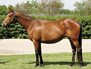 Big Brown's Dam Bred to Stormy Atlantic Big Brown's Dam Bred to Stormy Atlantic