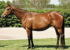 Big Brown's Dam Bred to Stormy Atlantic 