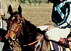 Miesque, Top Racehorse and Broodmare, Dies