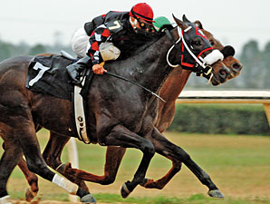 Retired Horse Saved from Return to Track Retired Horse Saved from Return to Track