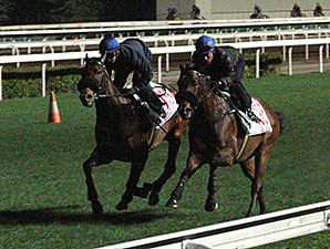 Hong Kong Runners May Have Trouble This Year Hong Kong Runners May Have Trouble This Year